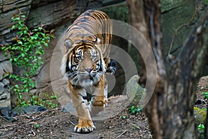 Sumatran tiger Panthera tigris sumatrae