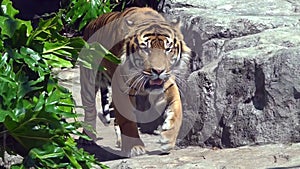 Sumatran Tiger (Panthera tigris sumatrae) walks