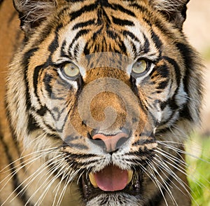 Sumatran Tiger, Panthera tigris sumatrae