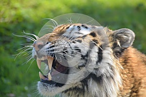 Sumatran tiger, Panthera tigris sumatrae, yawning