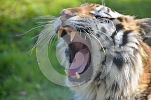 Sumatran tiger, Panthera tigris sumatrae, yawning