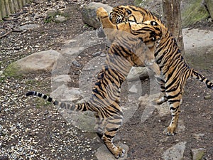 Sumatran Tiger, Panthera tigris sumatrae, young females practice fights