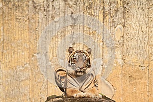 Sumatran tiger portrait sitting on a rock