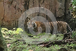 Sumatran tiger portrait standing on the rocks