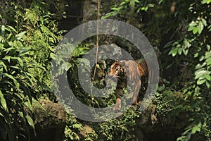 Sumatran tiger portrait walking on the rocks