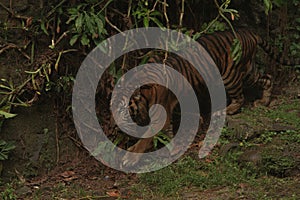 Sumatran tiger portrait walking in the thicket