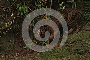 Sumatran tiger portrait walking in the thicket