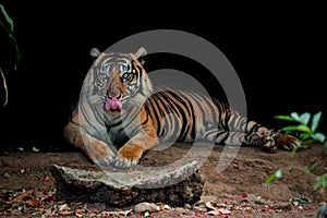 Sumatran tiger profile on a black background