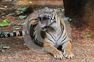 A Sumatran tiger is relaxing on the ground