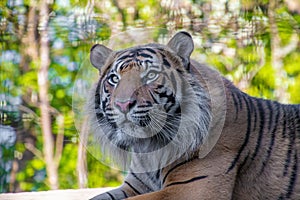 Sumatran Tiger resting and looking around