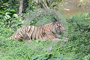 A Sumatran tiger is resting while monitoring its surroundings vigilantly.