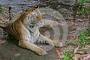 A Sumatran tiger is resting while monitoring its surroundings vigilantly.