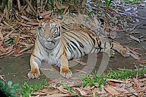 A Sumatran tiger is resting while monitoring its surroundings vigilantly.