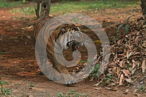a Sumatran tiger roaming the field