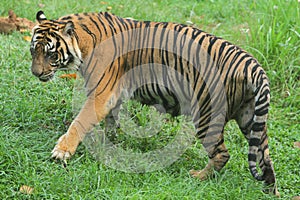 a Sumatran tiger roaming the fields