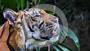 Sumatran tiger roar, critically endangered species with only around 140 left in the wild photo