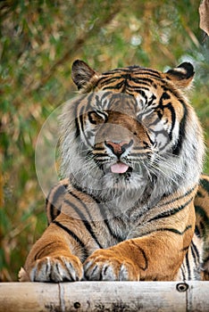 Sumatran tiger sitting and making a funny face