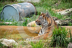 Sumatran tiger sitting in a pool and looking for food