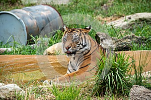 Sumatran tiger sitting in a pool to cool off