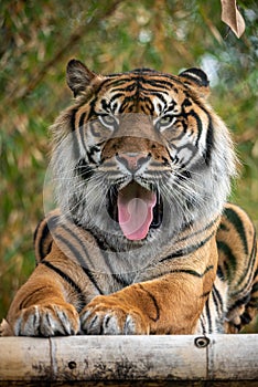 Sumatran tiger sitting and sticking his tongue out