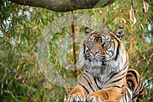 Sumatran tiger sitting upright in the zoo