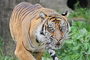 Sumatran Tiger snarls. Close-up.