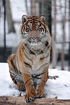 Sumatran tiger in snow photo