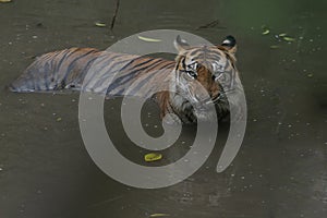 a Sumatran tiger soaking in a puddle
