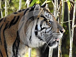 Sumatran Tiger with a transfixed stare