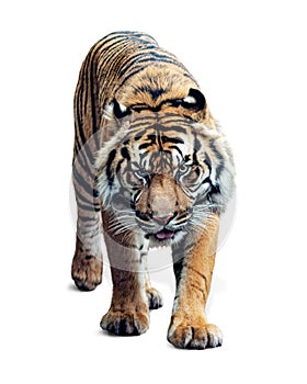 Sumatran Tiger Walking Forward Isolated on White photo