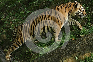 a Sumatran tiger walking on the grass