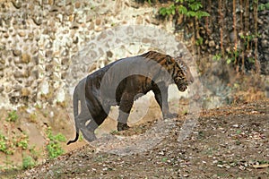 A Sumatran tiger walks slowly on the ground