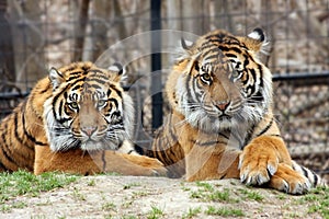 Sumatran Tigers photo