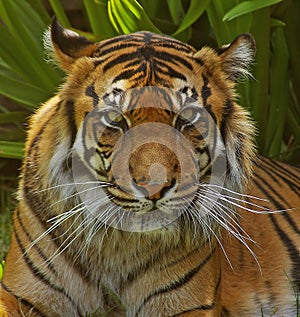 Sumatran Tigress. photo