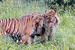 Sumatran tigress Panthera tigris sondaica snuggling up to male tiger