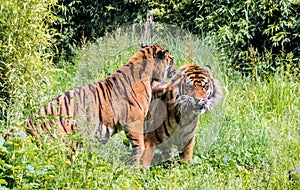 Sumatran tigress Panthera tigris sondaica teasing male tiger