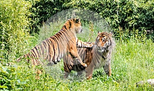 Sumatran tigress Panthera tigris sondaica teasing male tiger