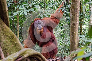 Sumatran wild orangutan in Northern Sumatra, Indonesia