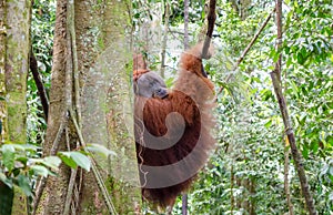 Sumatran wild orangutan in Northern Sumatra, Indonesia