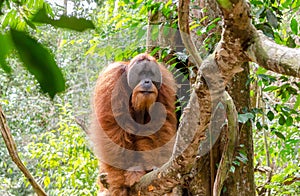 Sumatran wild orangutan in Northern Sumatra, Indonesia photo