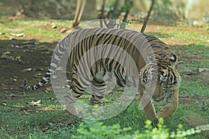 Sumatrantiger