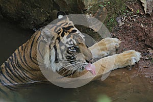 Sumatrantiger