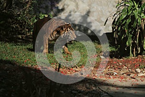 Sumatrantiger