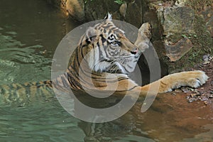 Sumatrantiger