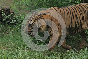 Sumatrantiger