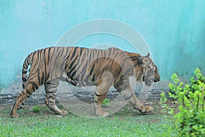 Sumatrantiger