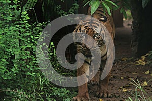 Sumatrantiger