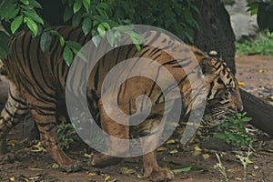 Sumatrantiger