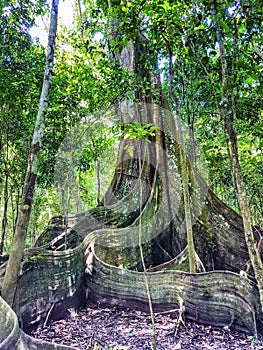 A Sumauma tree Ceiba pentandra with more than 40 meters of height