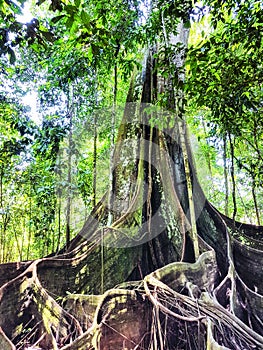 A Sumauma tree Ceiba pentandra with more than 40 meters of height